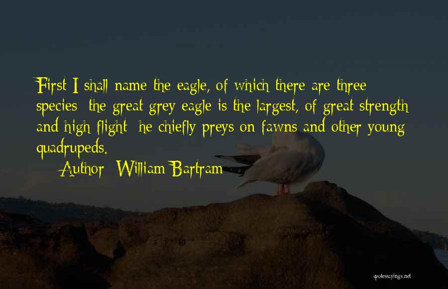 Eagle Flight Quotes By William Bartram
