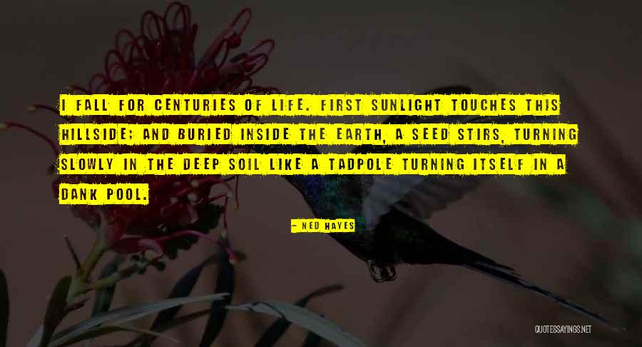 Earth Soil Quotes By Ned Hayes Earth Soil Quotes By Ned Hayes
