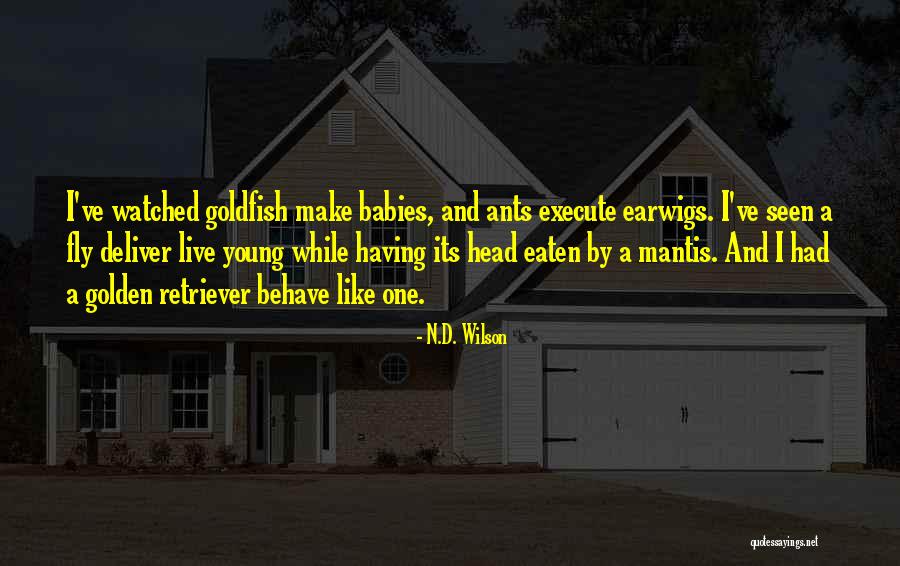 Earwigs Quotes By N.D. Wilson Earwigs Quotes By N.D. Wilson
