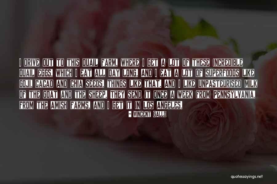 Eat Eggs Quotes By Vincent Gallo Eat Eggs Quotes By Vincent Gallo