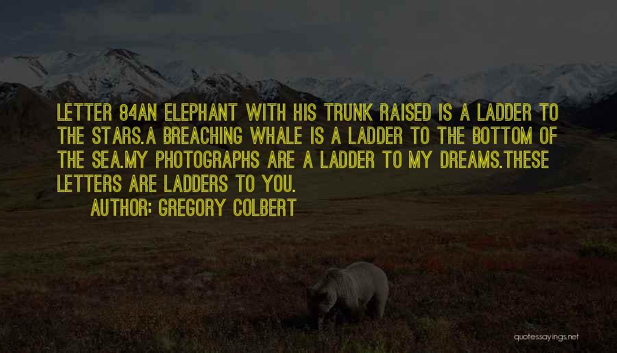 Elephant With Trunk Up Quotes By Gregory Colbert