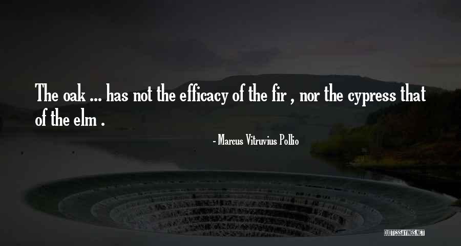 Elm Quotes By Marcus Vitruvius Pollio Elm Quotes By Marcus Vitruvius Pollio