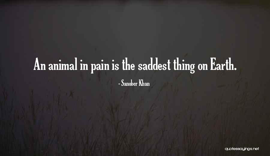 Empathy For Animals Quotes By Sanober Khan Empathy For Animals Quotes By Sanober Khan