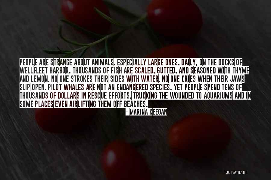 Endangered Whales Quotes By Marina Keegan Endangered Whales Quotes By Marina Keegan