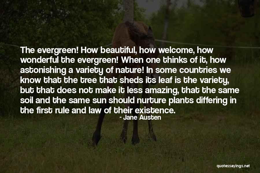 Evergreen Tree Quotes By Jane Austen Evergreen Tree Quotes By Jane Austen