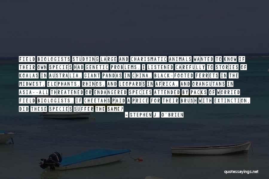 Extinction Of Species Quotes By Stephen J. O'Brien Extinction Of Species Quotes By Stephen J. O'Brien