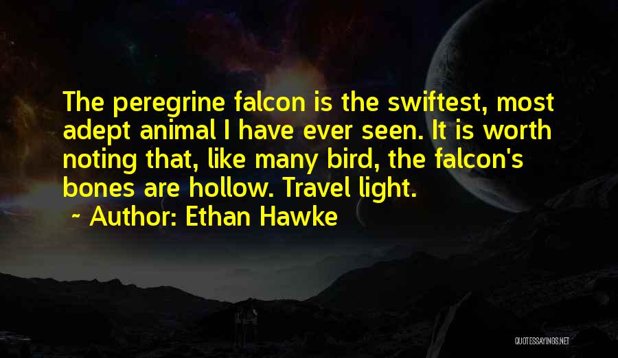 Falcon Bird Quotes By Ethan Hawke