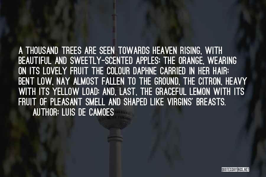 Fallen Trees Quotes By Luis De Camoes