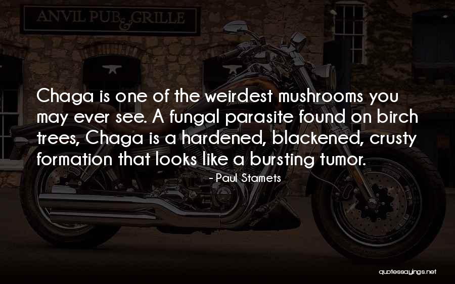Faminine Quotes By Paul Stamets Faminine Quotes By Paul Stamets