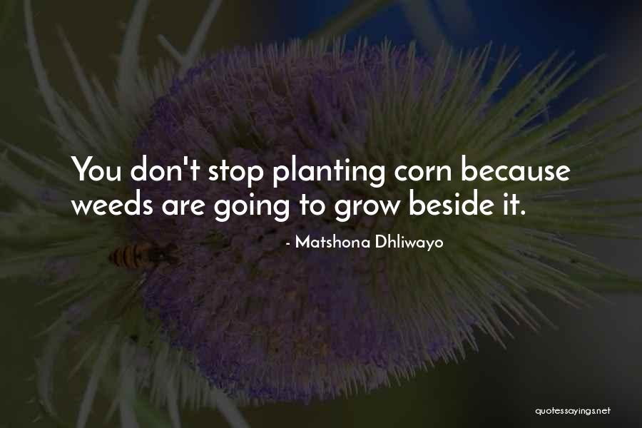 Favilla Pizza Quotes By Matshona Dhliwayo Favilla Pizza Quotes By Matshona Dhliwayo