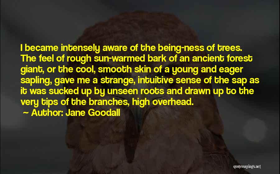 Feel Rough As A Quotes By Jane Goodall