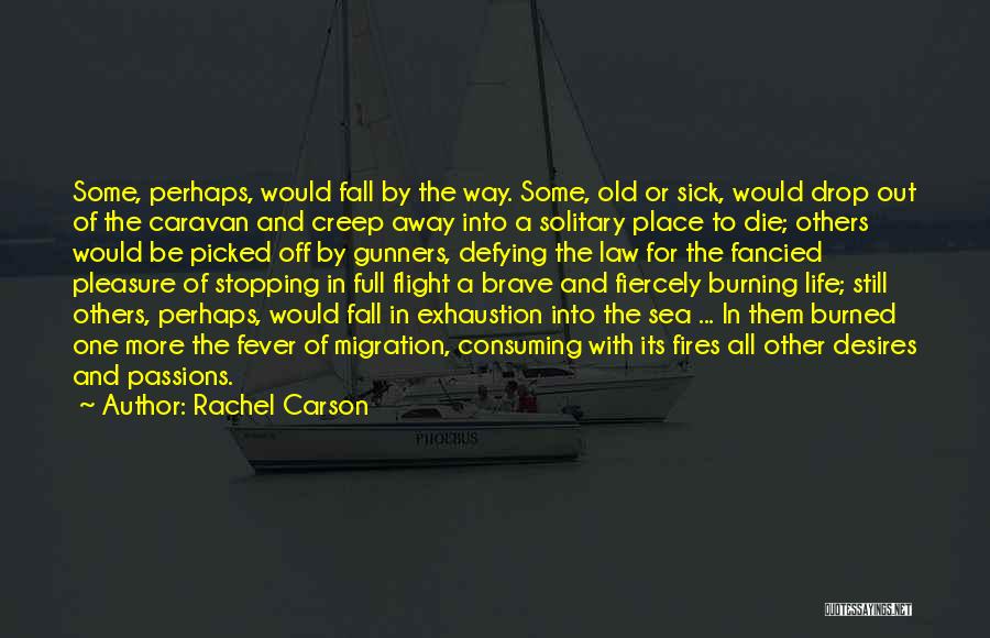 Fever Please Go Away Quotes By Rachel Carson