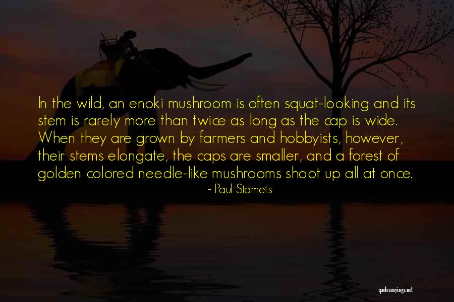 Fibras Textiles Quotes By Paul Stamets Fibras Textiles Quotes By Paul Stamets