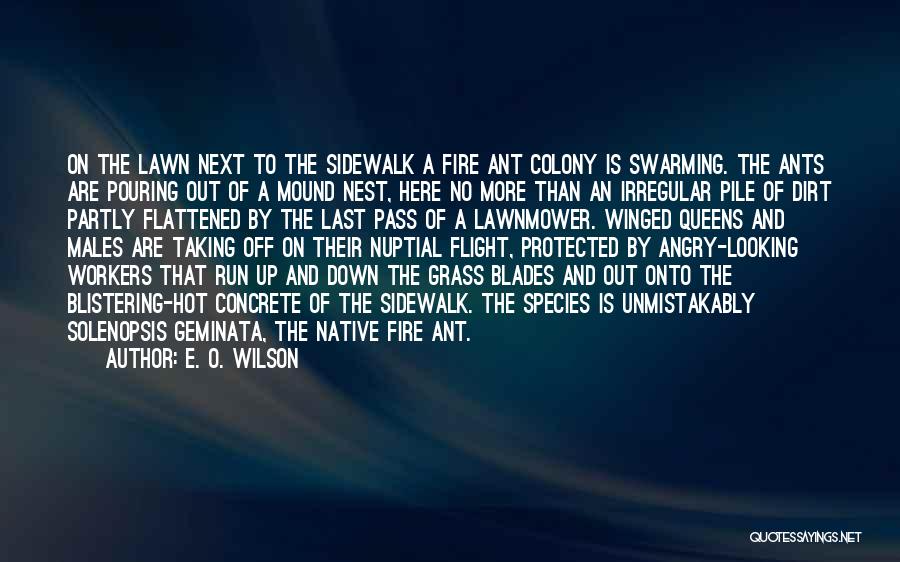 Fire Ant Quotes By E. O. Wilson