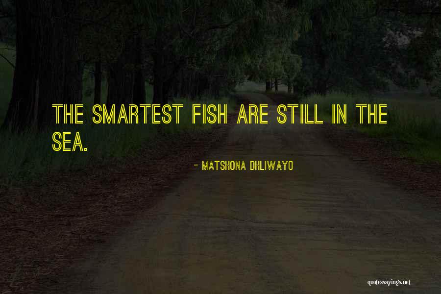 Fish Quotes Quotes By Matshona Dhliwayo Fish Quotes Quotes By Matshona Dhliwayo