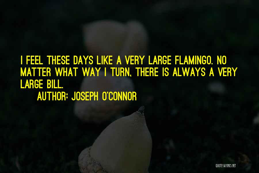 Flamingo Quotes By Joseph O'Connor