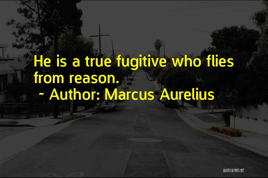 Flies Quotes By Marcus Aurelius