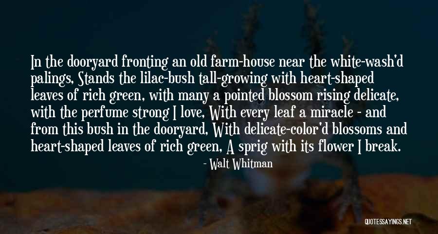 Flower And Growing Quotes By Walt Whitman Flower And Growing Quotes By Walt Whitman