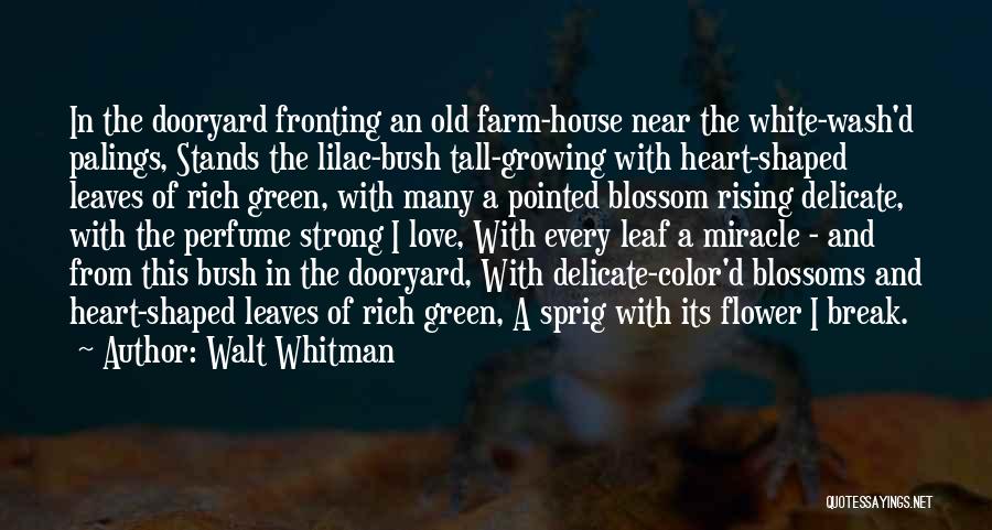 Flower And Leaves Quotes By Walt Whitman