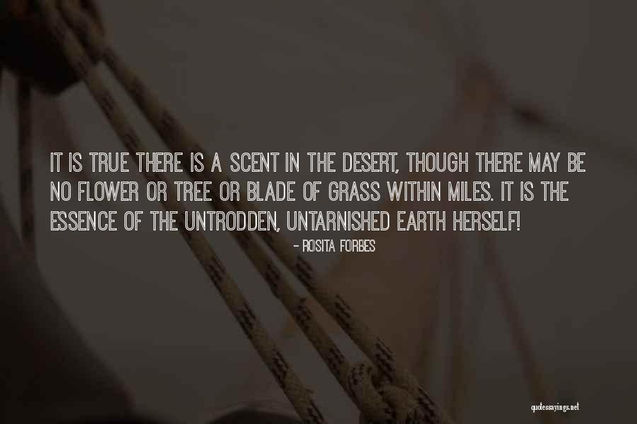 Flower Essence Quotes By Rosita Forbes Flower Essence Quotes By Rosita Forbes