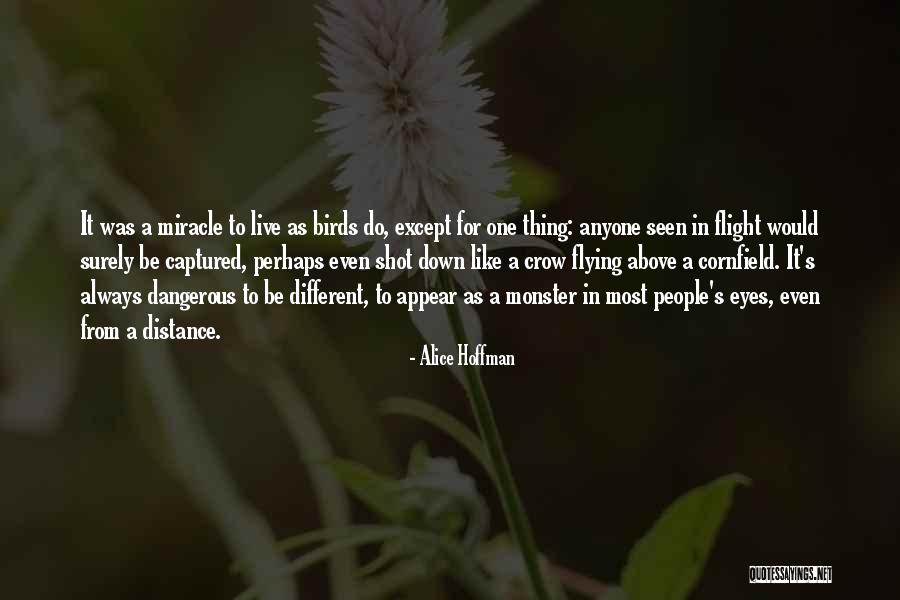 Flying Birds Quotes By Alice Hoffman Flying Birds Quotes By Alice Hoffman