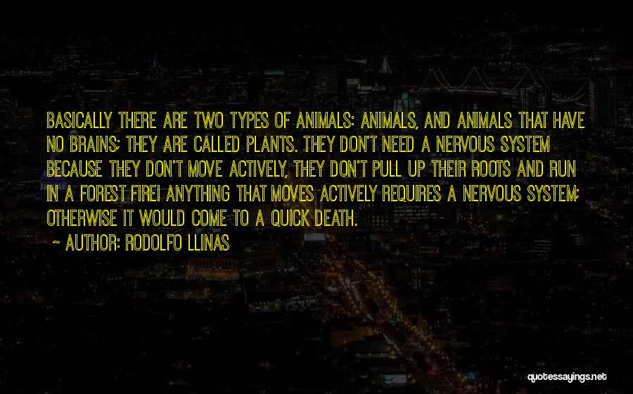 Forest Fire Quotes By Rodolfo Llinas