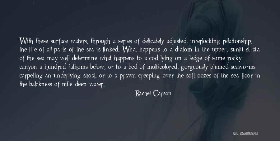 Forgott Quotes By Rachel Carson Forgott Quotes By Rachel Carson