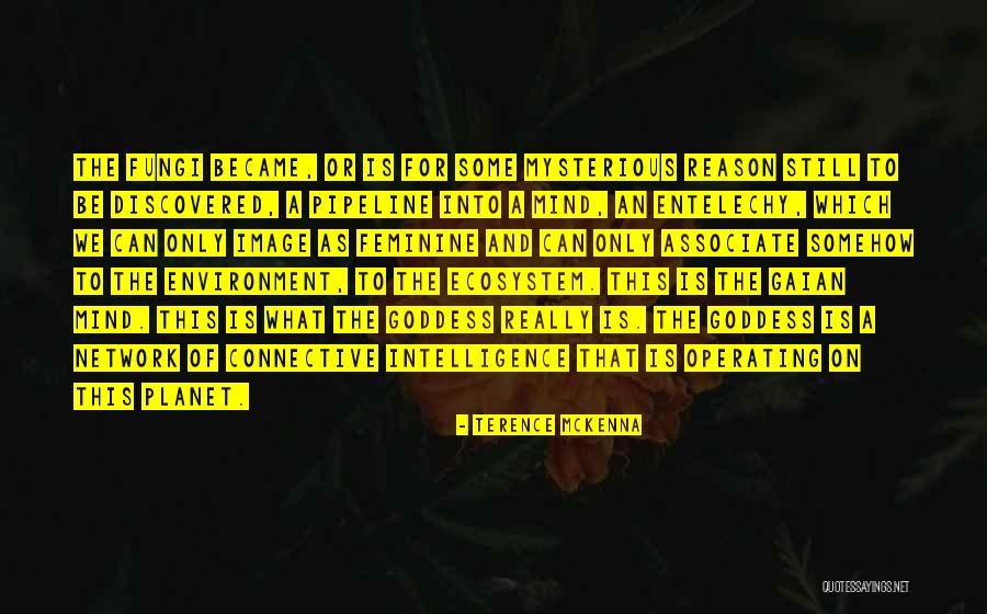 Fratricide Military Quotes By Terence McKenna Fratricide Military Quotes By Terence McKenna
