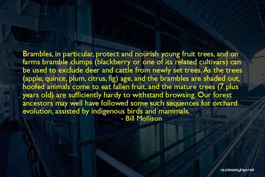 Fruit Trees Quotes By Bill Mollison Fruit Trees Quotes By Bill Mollison