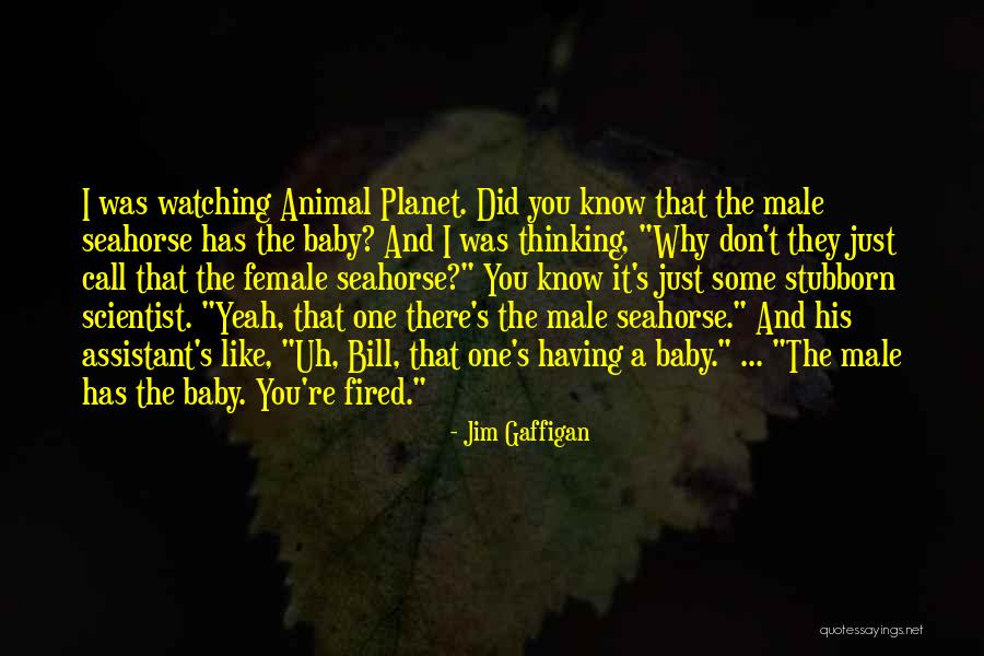 Funny Seahorse Quotes By Jim Gaffigan Funny Seahorse Quotes By Jim Gaffigan