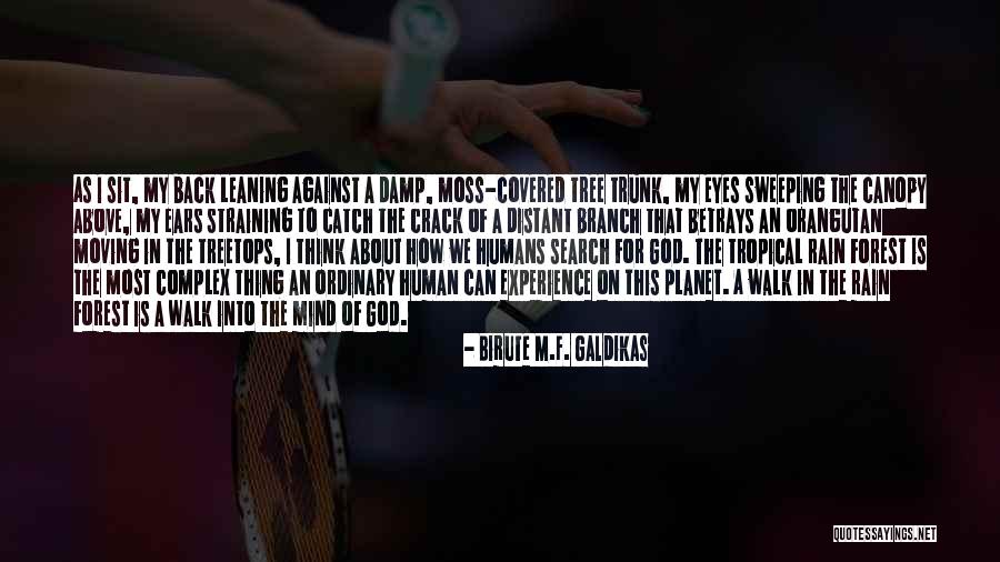 Galdikas Orangutan Quotes By Birute M.F. Galdikas Galdikas Orangutan Quotes By Birute M.F. Galdikas