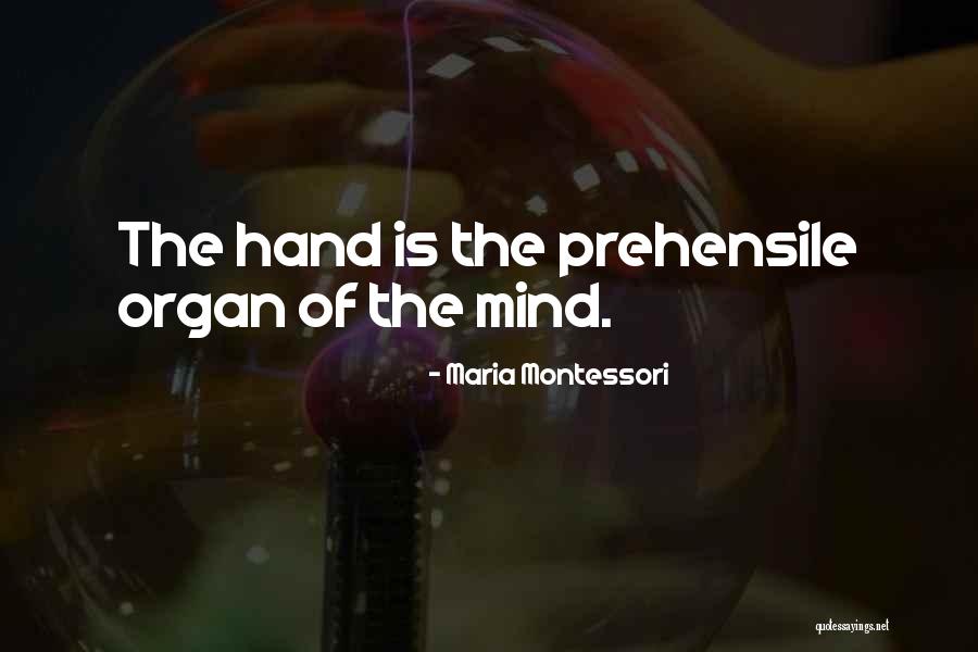 Giovambattista Gatti Quotes By Maria Montessori Giovambattista Gatti Quotes By Maria Montessori