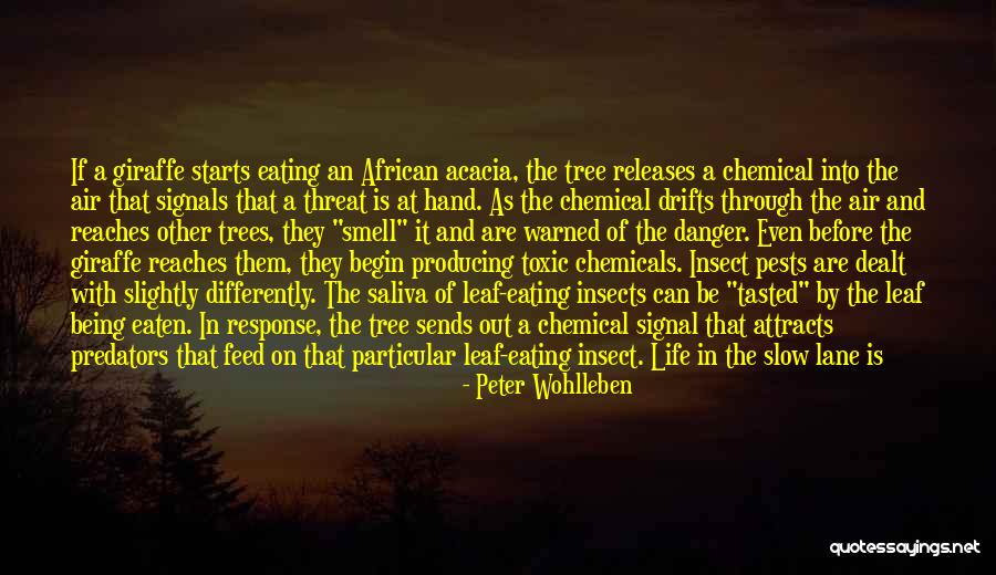 Giraffe Giraffe Quotes By Peter Wohlleben Giraffe Giraffe Quotes By Peter Wohlleben