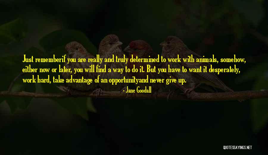 Give And Take Work Quotes By Jane Goodall