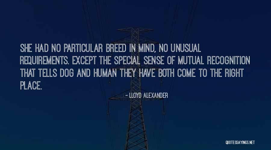 Gjithe Jeten Quotes By Lloyd Alexander Gjithe Jeten Quotes By Lloyd Alexander