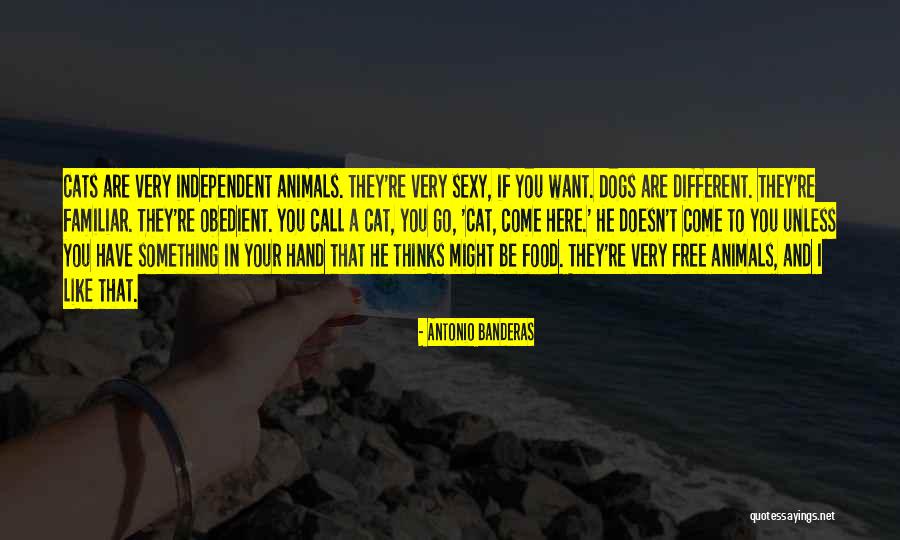 Go If You Want To Quotes By Antonio Banderas Go If You Want To Quotes By Antonio Banderas