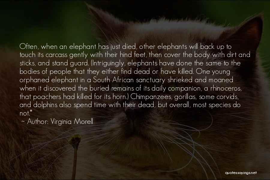 Gorillas Quotes By Virginia Morell
