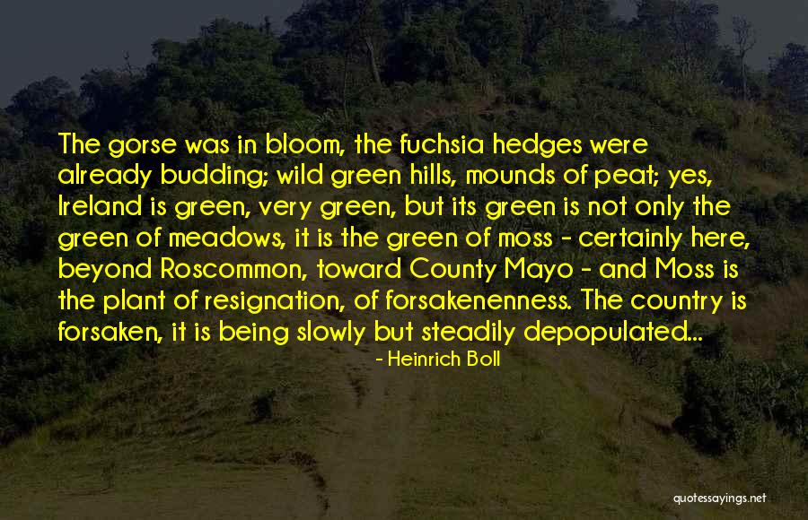 Gorse Plant Quotes By Heinrich Boll Gorse Plant Quotes By Heinrich Boll