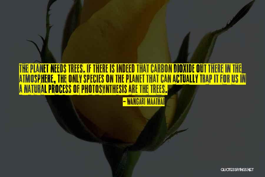 Grandchamps Bed Quotes By Wangari Maathai Grandchamps Bed Quotes By Wangari Maathai