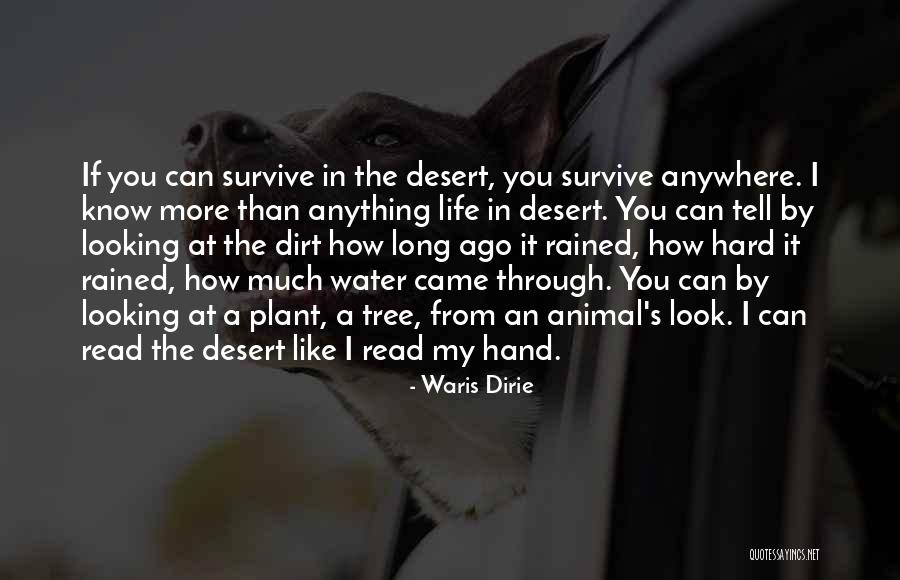 Grandioso Sinonimo Quotes By Waris Dirie Grandioso Sinonimo Quotes By Waris Dirie