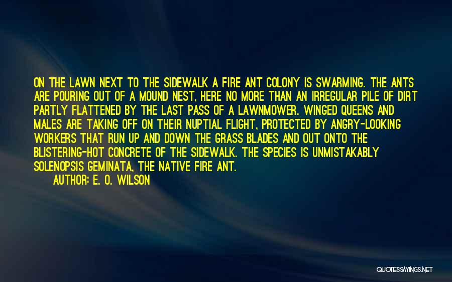 Grass Blades Quotes By E. O. Wilson