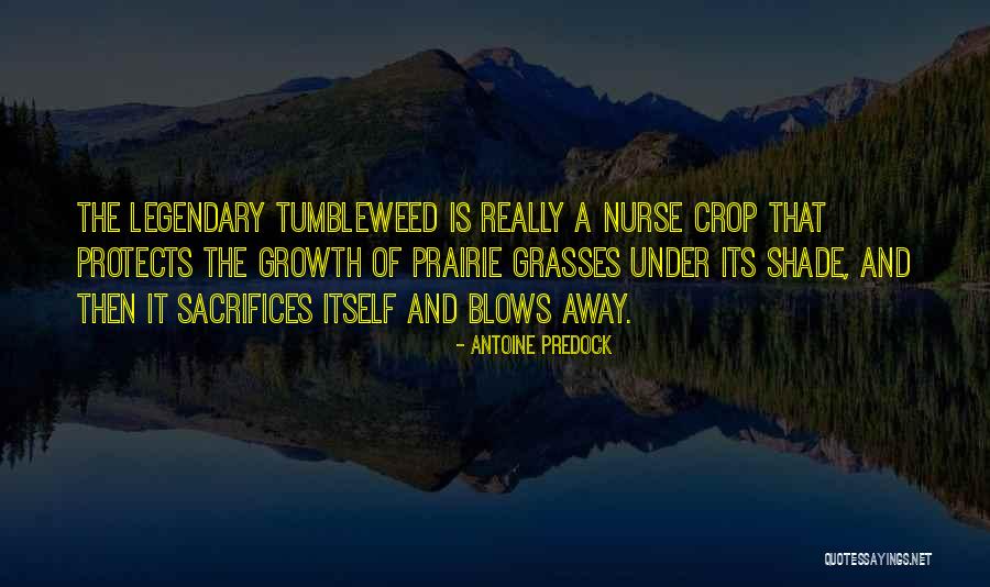 Grasses For Shade Quotes By Antoine Predock Grasses For Shade Quotes By Antoine Predock