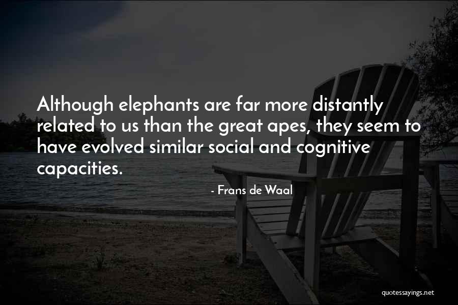 Great Apes Quotes By Frans De Waal Great Apes Quotes By Frans De Waal