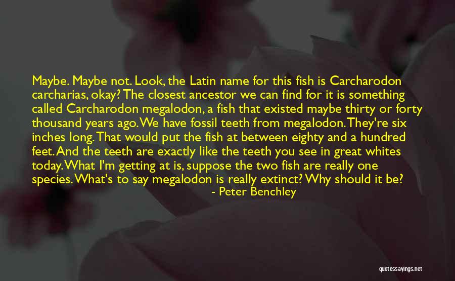 Great Latin Quotes By Peter Benchley Great Latin Quotes By Peter Benchley