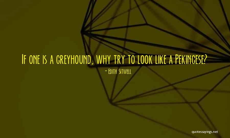 Greyhound Quotes By Edith Sitwell Greyhound Quotes By Edith Sitwell