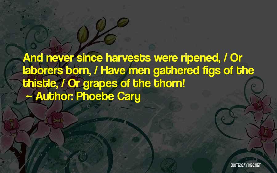 Harvest Grapes Quotes By Phoebe Cary