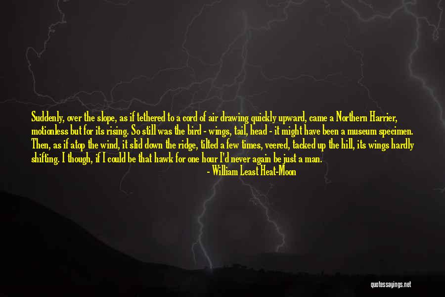 Hawk Bird Quotes By William Least Heat-Moon Hawk Bird Quotes By William Least Heat-Moon
