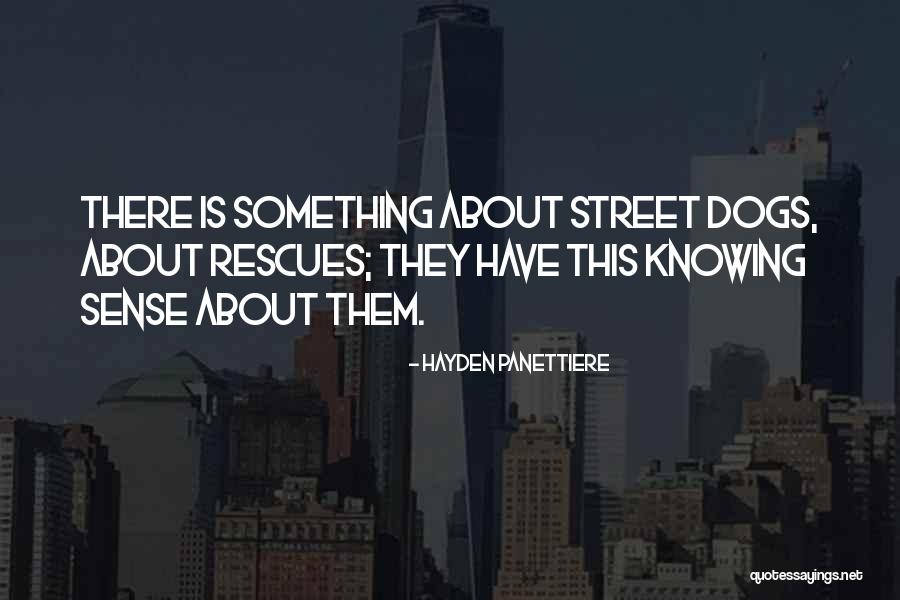 Hayden Panettiere Quotes 1108647 Hayden Panettiere Quotes 1108647