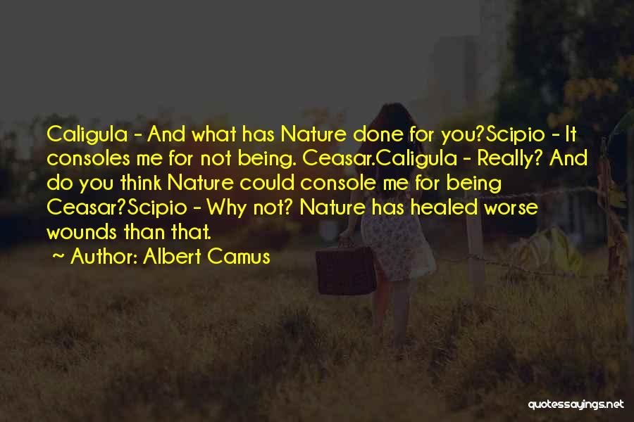 Healed Wounds Quotes By Albert Camus