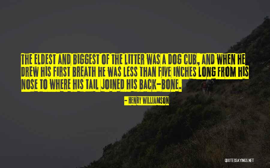 Henry Williamson Quotes 1828324 Henry Williamson Quotes 1828324